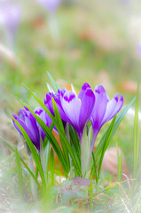 Crocus flower with shallow dof of field in springtime. Beautiful and creative composition of a group of purple crocus flowers with selective focus and diffused background in spring.
