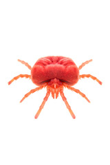 Red Velvet Mite Trombidium holosericeum isolated on white background, head-on view.
