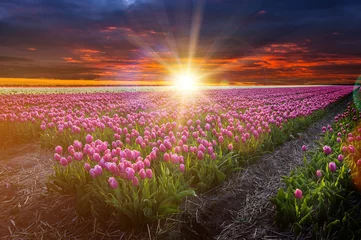 Foto op Canvas Tulip field in Holland. © Lukas Gojda