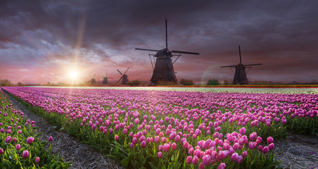 Windmill with tulip field in Holland