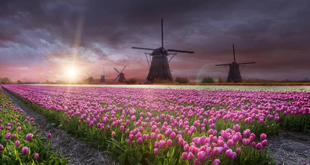 Foto op Plexiglas Windmill with tulip field in Holland © Lukas Gojda
