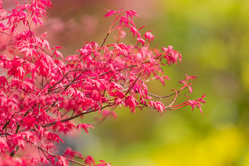 Fresh green background with leaves.