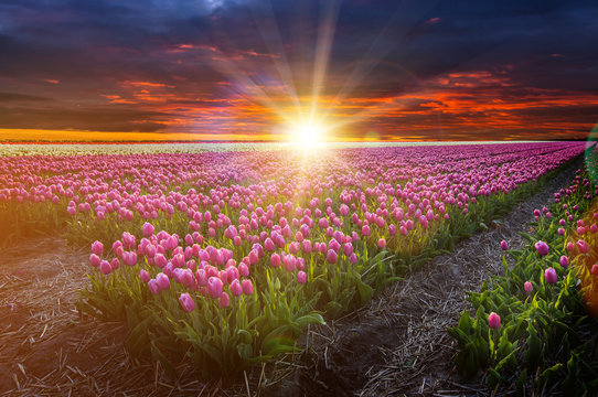 Tulip field in Holland.
