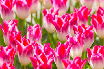 Beautiful colorful tulips, close-up.