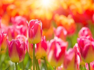 Gordijnen Beautiful colorful tulips, close-up. © Lukas Gojda