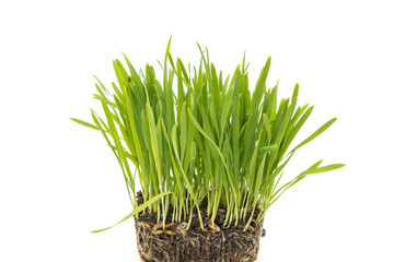 green cereal isolated