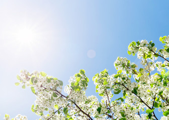 Spring tree with white flowers illuminated by the sun against blue sky - Powered by Adobe