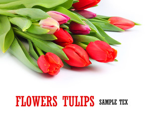 Tulips flowers white background
