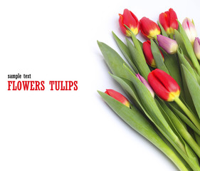 Tulips flowers white background
