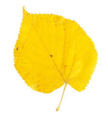 Yellow autumn leaf