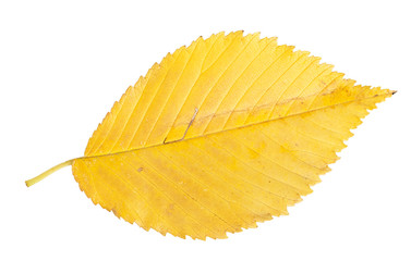 Yellow autumn leaf