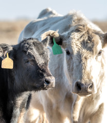 White Cow and  black calf looking at camera