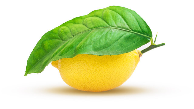 Lemon fruit with leaf