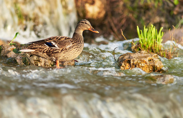duck bathes in a pond