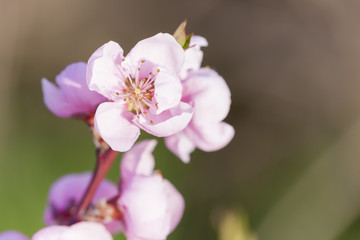 Fototapeta na wymiar detail of blossom peach tree