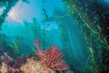 Catalina Island - Scuba diving