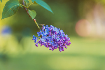 Branch of a purple lilac