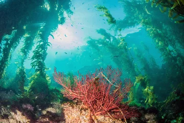 Wall murals Diving Catalina Island - Scuba diving