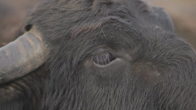 Eyes Black Buffalo Closeup