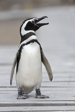 Magellanic Penguin / Patagonia Penguin walking over a bridge