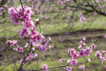 Fototapeta premium detail of blossom peach tree