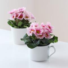 Primula flowers