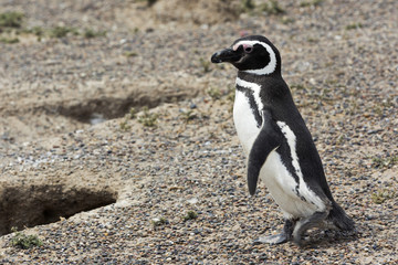 Magellanic Penguin / Patagonia Penguin walking towards the sea near nests