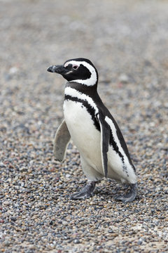 Magellanic Penguin / Patagonia Penguin walking towards the sea