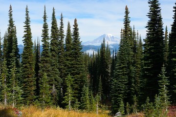 Mount Rainier view from the Killen Creek trail and fir forest in the foreground. Killen Creek Trail...