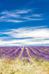 Fototapeta na wymiar lavender field, Provence, France
