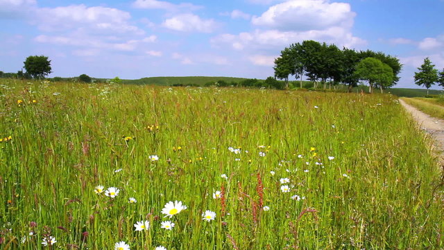 Summer meadow in Belgian countryside.