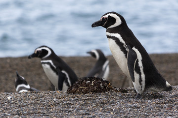 Fototapeta premium Magellanic Penguins / Patagonia Penguins making nests near the sea