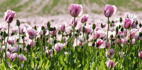 Fototapeta premium Ligne de pavots roses