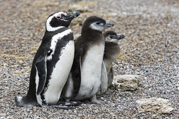 Obraz premium Magellanic Penguins / Patagonia Penguin family mother and babies