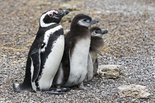 Magellanic Penguins / Patagonia Penguin family mother and babies