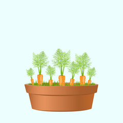 Vegetable carrots garden. Carrots in a pot. Vector illustration for garden party