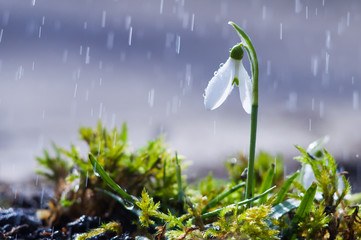 First spring flowers snowdrops with rain drops