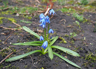 First spring blue flower on natural background