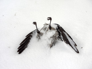 Dead black crow lying on snow
