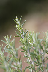 Rosmarin (Rosmarinus officinalis)