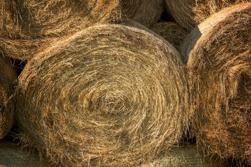 Hay bails on the field