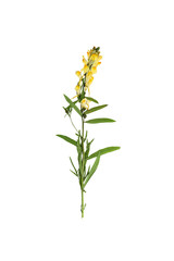 Fototapeta premium Pressed and dried delicate flower Linaria vulgaris on stem with green leaves. Isolated on white background.
