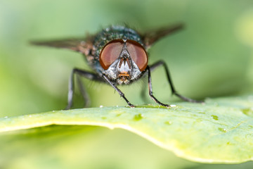 Goldfliege (Lucilia sericata) Portrait auf einem Blatt