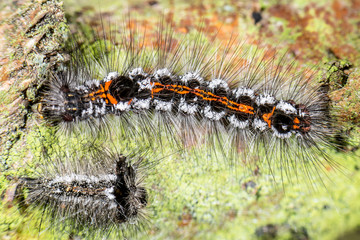 Raupe des Schwan (Euproctis similis) Nachtfalter mit abgeworfener Haut