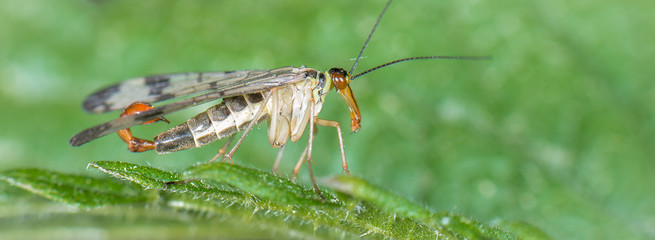 Gemeine Skorpionsfliege (Panorpa communis) Männchen