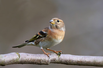 Brambling (Fringilla montifringilla)