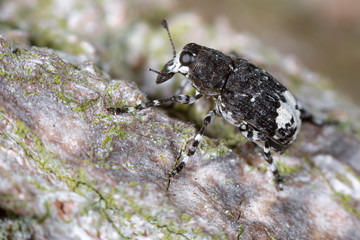 Weißrüssliger Breitrüssler (Tropideres albirostris) seltener Fund in Brandenburg