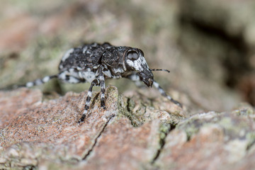 Weißrüssliger Breitrüssler (Tropideres albirostris) seltener Fund in Brandenburg
