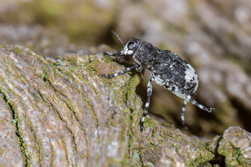 Weißrüssliger Breitrüssler (Tropideres albirostris) seltener Fund in Brandenburg
