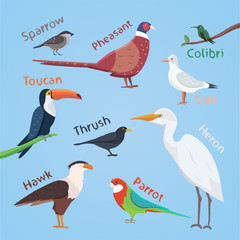 Bird set cartoon colorful vector illustration. eps 10.